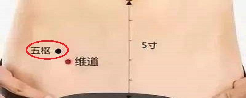 五枢的准确位置图片 五枢的准确位置图片图