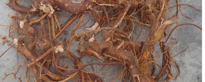 毛桃根的功效与作用（五指毛桃根的功效与作用）