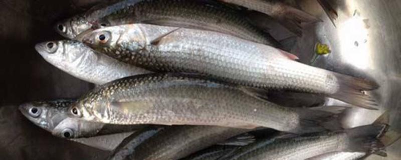 乌头鱼的功效与作用 乌头鱼的功效与作用禁忌