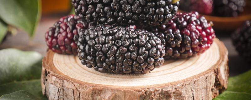 桑葚干放冰箱能放多久(桑葚干放冰箱能放多久吃)