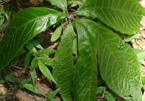 走马胎的功效与作用（红毛走马胎的功效与作用）