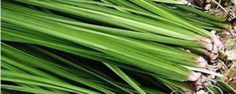 臭蒲草的功效与作用（臭蒲草的功效与作用及禁忌）