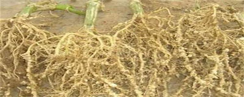 南瓜根的功效与作用 南瓜根的功效与作用及禁忌