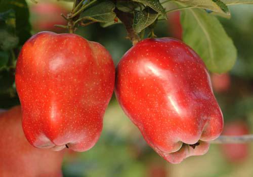 早上吃蛇果可以减肥吗（早上吃蛇果会胖吗）