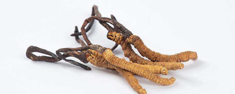 什么季节吃虫草最好（什么季节吃虫草最好呢）