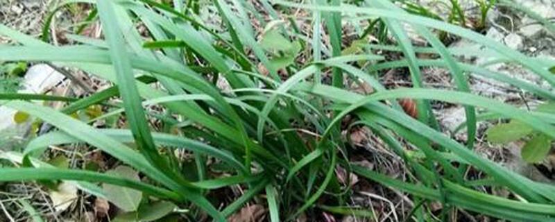 山韭菜的功效与作用（山韭菜子的功效）