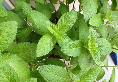 喉咙发炎肿痛吃什么好得快 这些食物赶紧备点