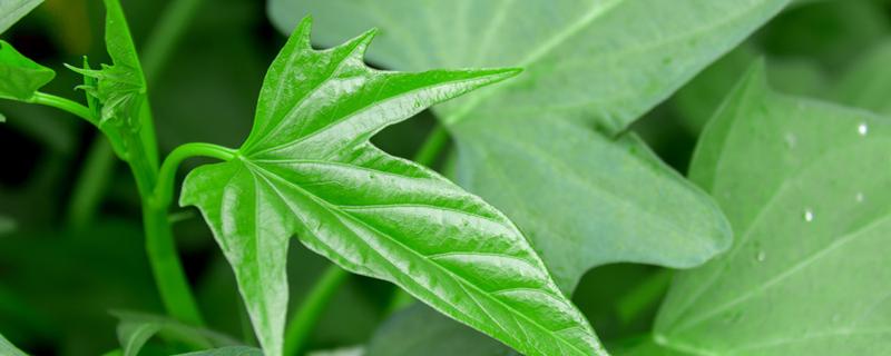白薯秧的营养价值 白薯秧的功效与作用