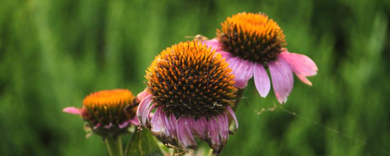 松果菊的功效与作用 松果菊的功效与作用张旭