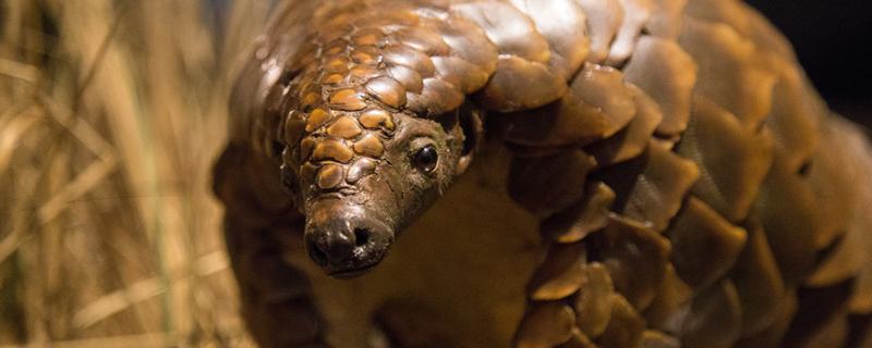 炮甲珠的功效与作用 炮甲珠的功效与作用图片车前子