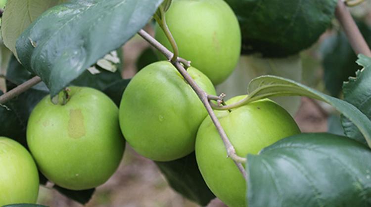 大青枣的功效与作用