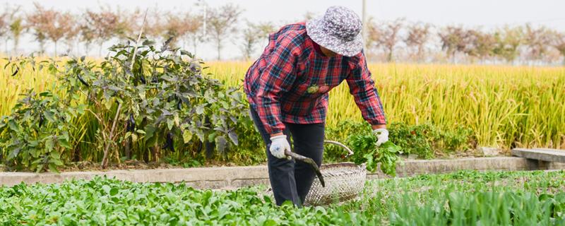 小飞蓬的功效与作用（小飞蓬的功效与作用及食用方法、副作用与禁忌）