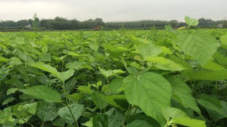 桑树叶的功效与作用 下过霜桑树叶的功效与作用