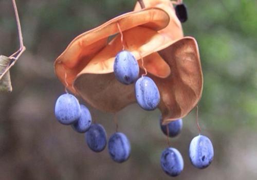 猴耳环的功效与作用（猴耳环的功效与作用说明书）