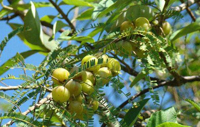 滇橄榄粉有什么作用 滇橄榄粉有什么作用与功效