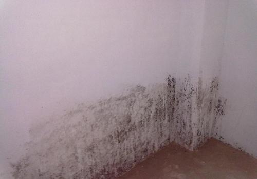 墙面长毛发霉怎么处理 墙面长毛发霉怎么处理干净