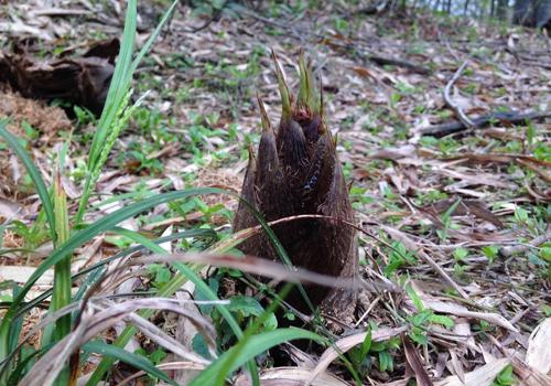春笋为什么会苦 春笋为什么会苦味