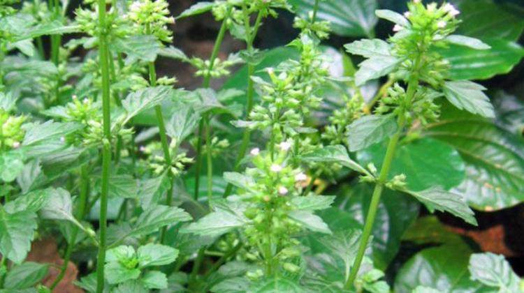 凉粉草的功效与作用 凉粉草的功效与作用中药网