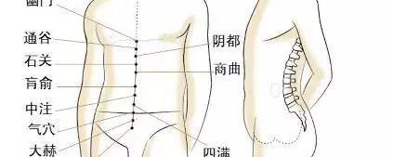 冲脉的准确走向位置图（任脉的准确走向位置图）