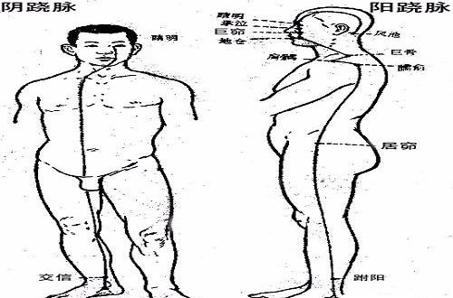 阴跷脉循行路线图片 足阳跷经脉动态循行图