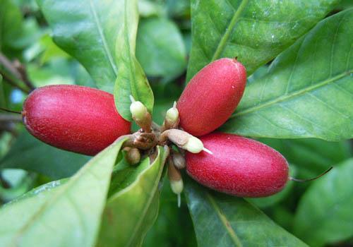 神秘果的营养价值高吗 神秘果的营养价值