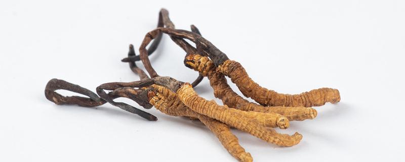 地虫草的功效与作用（地虫草的功效与作用图片）