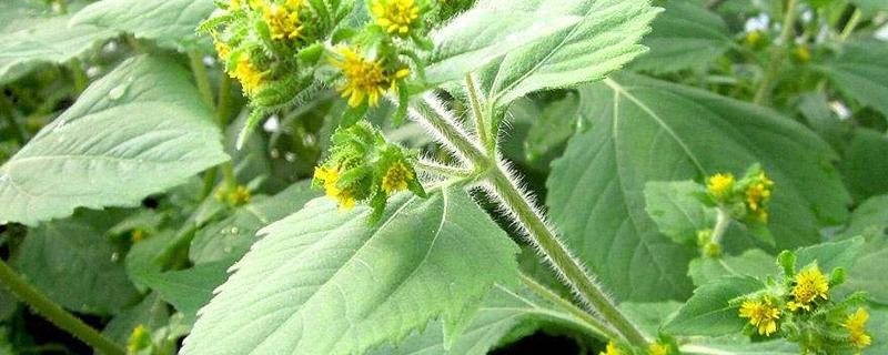 稀莶草的功效与作用（豨莶草的功效与作用图片）