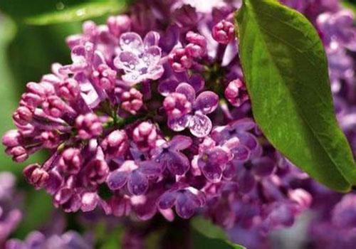 丁香花的营养价值 丁香花的营养价值和功效