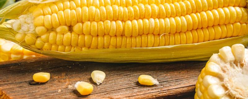 鲜玉米的功效与作用 鲜玉米的功效与作用白