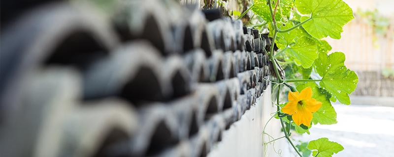 丝瓜藤的功效与作用 霜后丝瓜藤的功效与作用