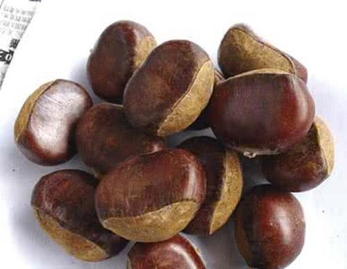 板栗盆栽怎么种植（板栗盆栽怎么种植视频）