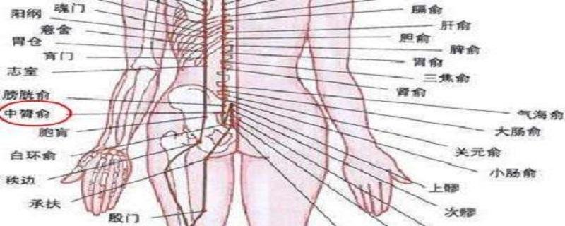 中膂俞的准确位置图（中膂俞的准确位置图片）