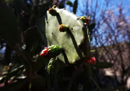 厨房放什么植物最好 厨房放什么植物最好养