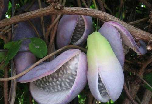 野香蕉的功效与作用 野香蕉有什么功效