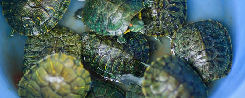 乌龟汤的功效和作用是什么 乌龟汤的功效和作用