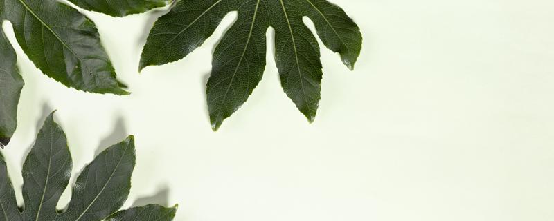 八角金盘的功效与作用 八角金盘的功效与作用图片