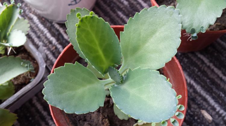 落地生根的功效与作用 落地生根的功效与作用吃法