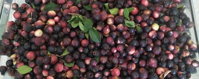 地稔果泡酒的功效与作用（野生地稔果和什么泡酒最好）