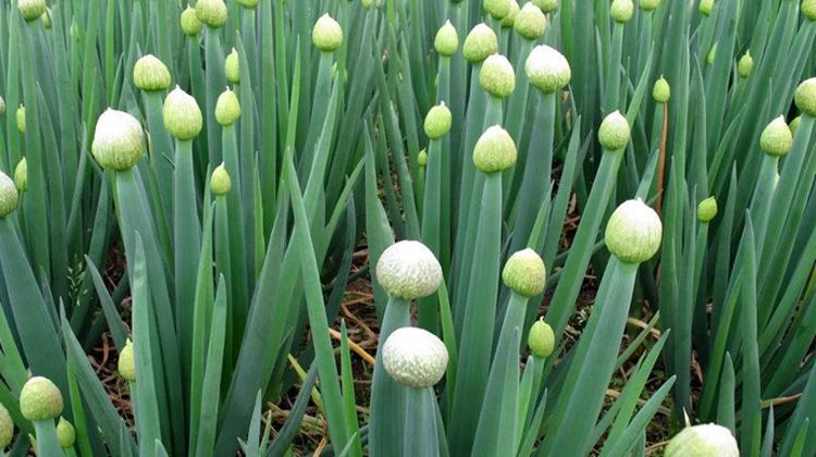 葱子的功效与作用（葱子的功效与作用及营养价值）