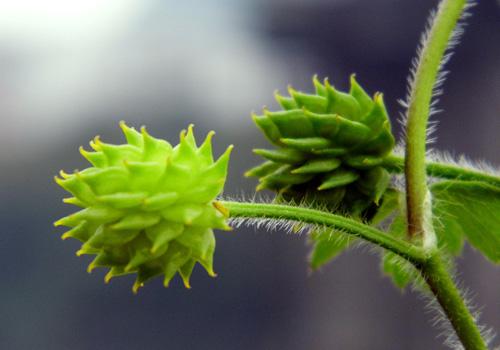 吃野芹菜会中毒吗 吃野芹菜中毒怎么办
