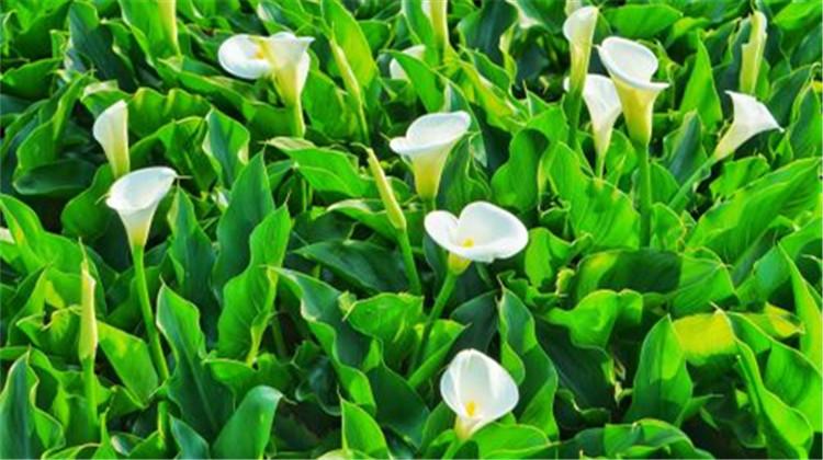 海芋的功效与作用