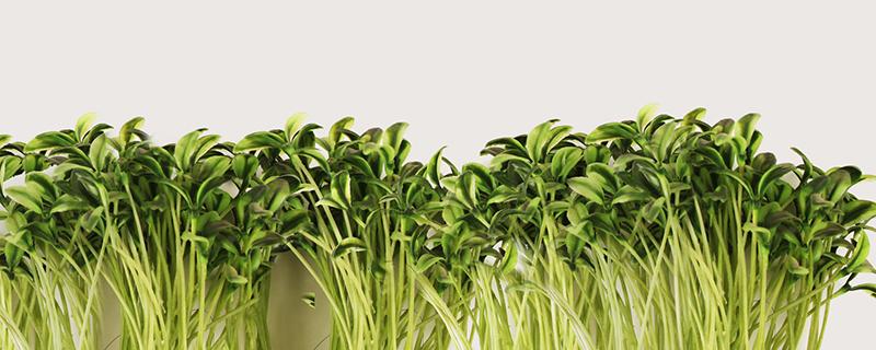 芽苗菜的功效与作用 芽苗菜的功效与作用芽苗菜的营养价值