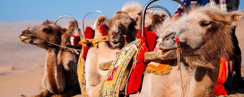 骆驼肉可不可以吃 骆驼肉哪些人不能吃