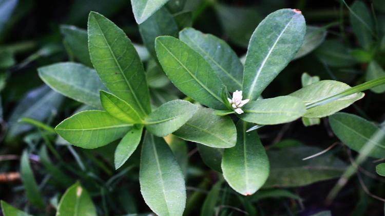 喜旱莲子草的功效与作用（喜旱莲子草的功效与作用图片）