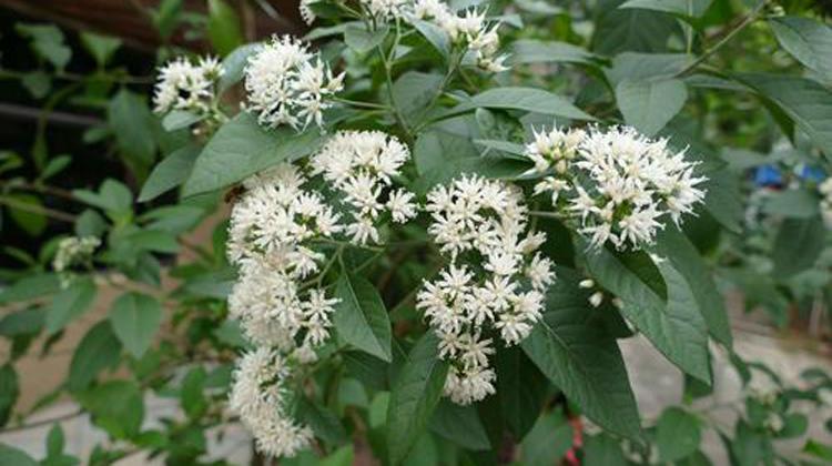 南非木叶药用的功效与作用（南非木叶药用的功效与作用图片）