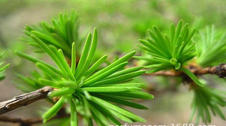 松毛泡酒喝了有什么功效(松毛泡酒喝了有什么功效和作用)