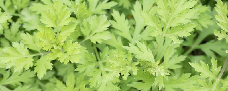 艾叶泡脚不出汗怎么回事 艾叶泡脚不出汗怎么回事呢