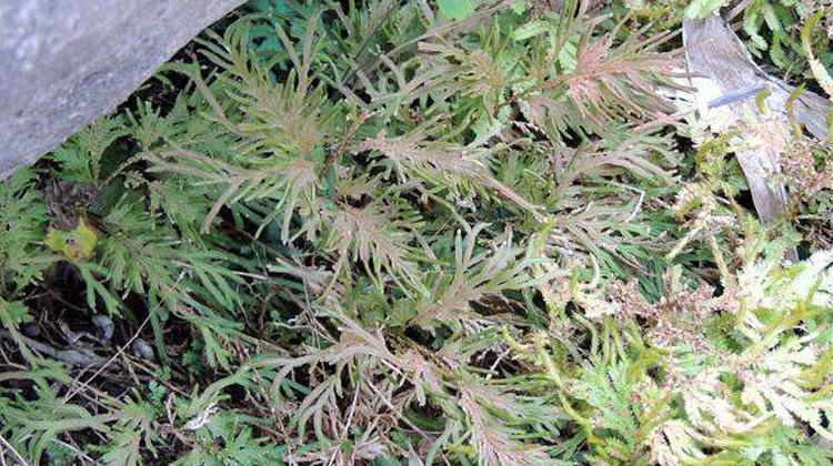 石上柏的功效与作用 石上柏的功效与作用点