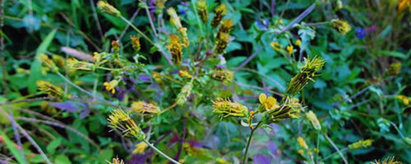 婆婆针的功效与作用(婆婆针的功效与作用图片)