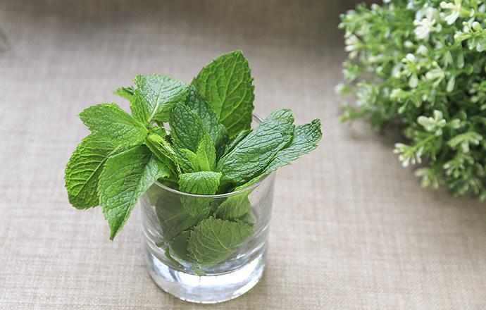 薄荷茶喝了可减肥吗（薄荷茶喝了可减肥吗女性）